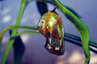 Butterfly emerging from chrysalis