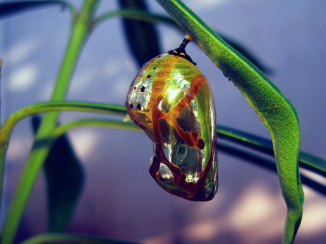 Butterfly emerging from chrysalis